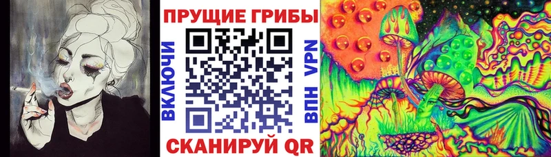 купить наркотик  Грайворон  Псилоцибиновые грибы GOLDEN TEACHER 